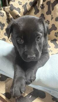 Machiato -  Labrador Retriever Dog for Adoption in Huntingtown, Maryland - Machiato | PetCurious