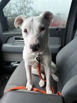 Rio -  Pit Bull Terrier and Mixed Breed Dog for Adoption in Bellevue, Washington - Rio | PetCurious