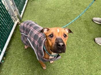 Rescue Mixed Breed Dogs for Adoption in New York, New York - Myra May | PetCurious