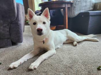 Rescue Siberian Husky Dogs for Adoption in Omaha, Nebraska - Poppy | PetCurious