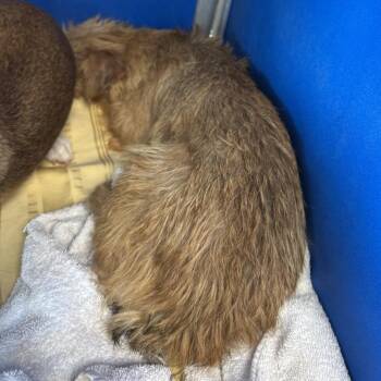 Jumper -  Mixed Breed Dog for Adoption in Las Cruces, New Mexico - Jumper | PetCurious
