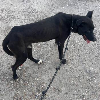 Rex -  Mixed Breed Dog for Adoption in Austin, Texas - Rex | PetCurious