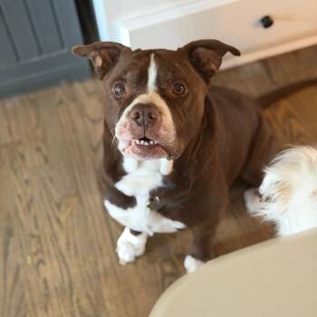 Pit Bull Terrier Dogs Available for Adoption - Redford | PetCurious