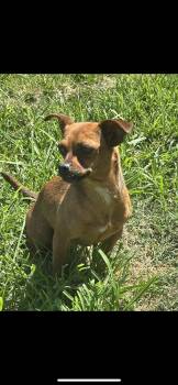 Ella -  Chihuahua and Miniature Pinscher Dog for Adoption in New Haven, Connecticut - Ella | PetCurious