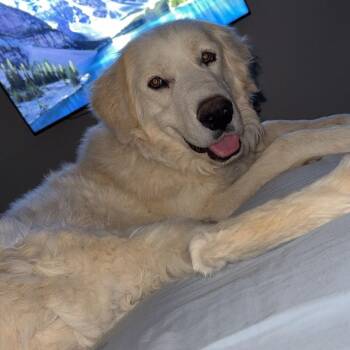 Great Pyrenees Dogs Available for Adoption - Wrangler | PetCurious