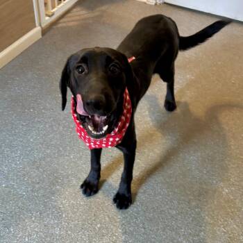 Ebony -  Labrador Retriever and Mixed Breed Dog for Adoption in Metamora, Michigan - Ebony | PetCurious