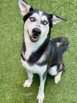 Rescue Mixed Breed Dogs for Adoption in Dallas, Texas - BLUEELEAN | PetCurious