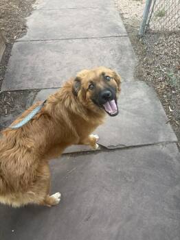 Yogi -  Shepherd Dog for Adoption in Denver, Colorado - Yogi | PetCurious