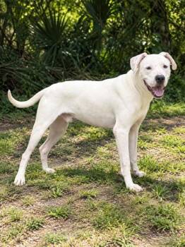 Ghoul -  Dogo Argentino and Mixed Breed Dog for Adoption in Palm Coast, Florida - Ghoul | PetCurious