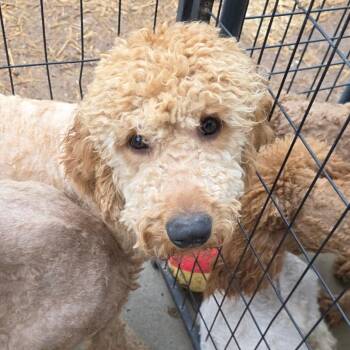 Standard Poodle and Golden Retriever Dogs Available for Adoption - Pamper | PetCurious