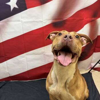 Hemi -  American Staffordshire Terrier Dog for Adoption in Woodbridge, Connecticut - Hemi | PetCurious