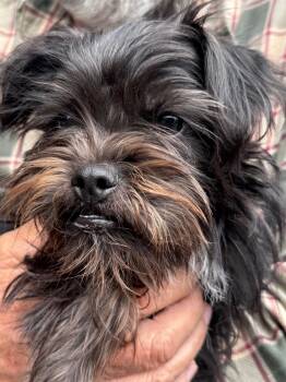 Camila -  Yorkshire Terrier and Pug Dog for Adoption in Durango, Colorado - Camila | PetCurious