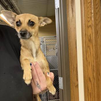 Tajin -  Chihuahua and Jack Russell Terrier Dog for Adoption - Tajin | PetCurious