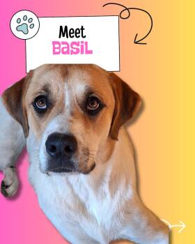 Rescue Great Pyrenees Dogs for Adoption in Sulphur, Kentucky - Basil | PetCurious