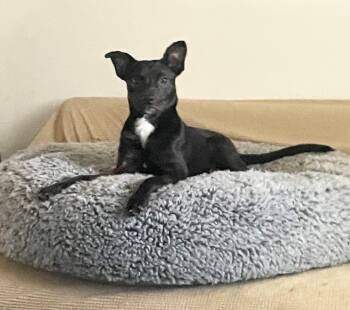 Twinkles -  Chihuahua and Rat Terrier Dog for Adoption in Blountstown, Florida - Twinkles | PetCurious
