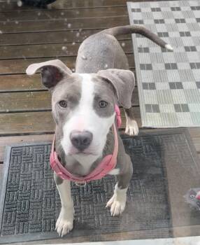 Storm -  Pit Bull Terrier Dog for Adoption in Philadelphia, Pennsylvania - Storm | PetCurious