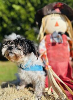 Rescue Shih Tzu Dogs for Adoption in Catlettsburg, Kentucky - Sophie | PetCurious