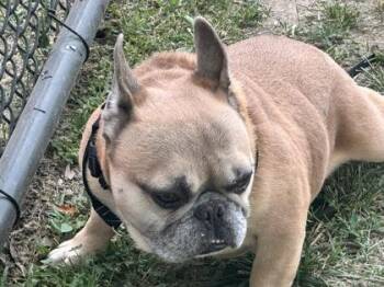 Tank -  Mixed Breed Dog for Adoption in West Chester, Pennsylvania - Tank | PetCurious