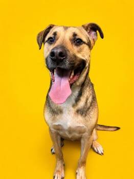 Mixed Breed Dogs Available for Adoption in Jacksonville, Florida - FRED | PetCurious
