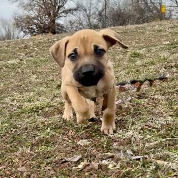 Labrador Retriever and Pit Bull Terrier Dogs Available for Adoption - Beast PR 6 | PetCurious