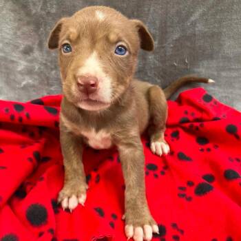 Puppy B4 -  Mixed Breed Dog for Adoption in Pulaski, Tennessee - Puppy B4 | PetCurious