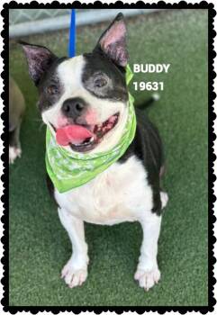 BUDDY -  Pit Bull Terrier and Boston Terrier Dog for Adoption in Marietta, Georgia - BUDDY | PetCurious