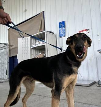 Rescue German Shepherd Dog Dogs for Adoption in Thousand Oaks, California - Mate -- LONGTIME RESIDENT! | PetCurious