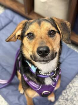Mixed Breed Dogs Available for Adoption in Bemidji, Minnesota - Marnie | PetCurious