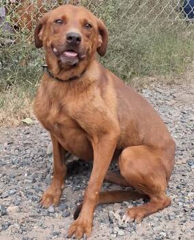 Roxy -  Golden Retriever Dog for Adoption in Mena, Arkansas - Roxy | PetCurious