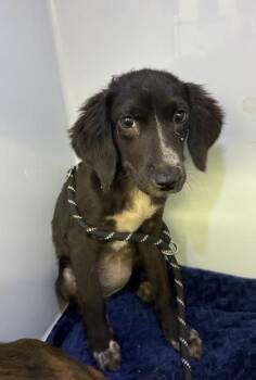RoseArt -  Shepherd and Mixed Breed Dog for Adoption in Gainesville, Florida - RoseArt | PetCurious