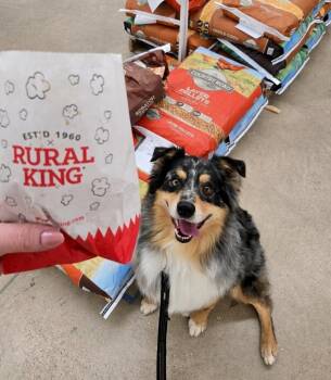 Australian Shepherd Dogs Available for Adoption - Zacho TN | PetCurious