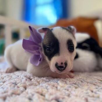 Labrador Retriever and American Bully Dogs Available for Adoption - Pearl White | PetCurious