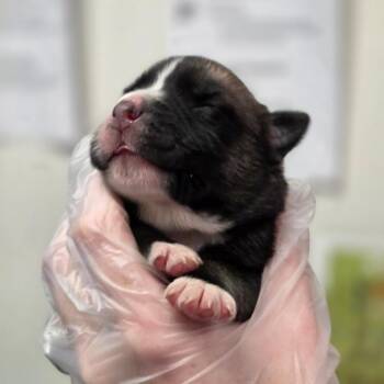 Spaghetti -  Mixed Breed Dog for Adoption in Charleston, West Virginia - Spaghetti | PetCurious