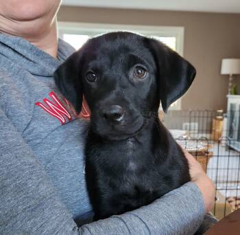 Retriever and Mixed Breed Dogs Available for Adoption in Minneapolis, Minnesota - Ranger | PetCurious