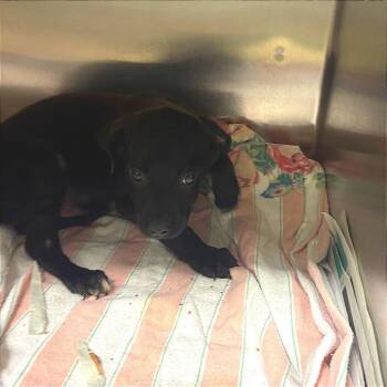 Stellar - 060103U -  Labrador Retriever and Mixed Breed Dog for Adoption in Tupelo, Mississippi - Stellar - 060103U | PetCurious