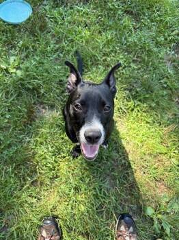 BULLWINKLE -  Pit Bull Terrier and Mixed Breed Dog for Adoption in Brewster, Massachusetts - BULLWINKLE | PetCurious