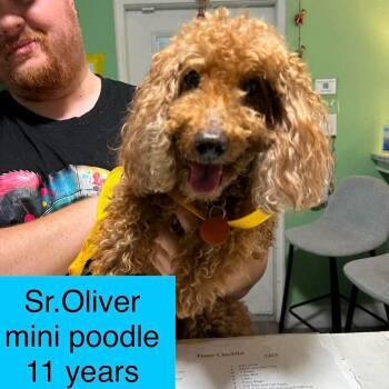 Sr. Oliver -  Miniature Poodle Dog for Adoption in Tampa, Florida - Sr. Oliver | PetCurious