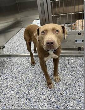 Scrappy Shy and Submissive little boy. Needs Consistency of a Ho -  American Bully Dog for Adoption in Charlottesville, Virginia - Scrappy Shy And Submissive Little Boy. Needs Consistency Of A Ho | PetCurious
