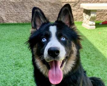 BRANDT -  Border Collie and Mixed Breed Dog for Adoption in Moreno Valley, California - BRANDT | PetCurious