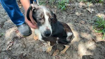 A390285 -  Black And Tan Coonhound and Mixed Breed Dog for Adoption in Ocala, Florida - A390285 | PetCurious