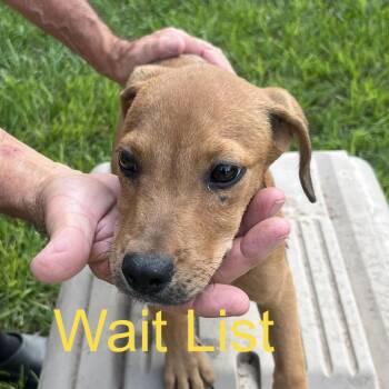 Paul -  Mixed Breed Dog for Adoption in Livingston, Texas - Paul | PetCurious