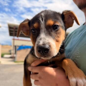 Leonard -  Terrier and Mixed Breed Dog for Adoption in Pagosa Springs, Colorado - Leonard | PetCurious