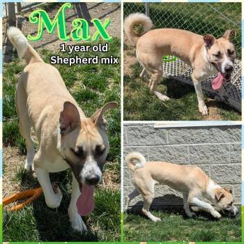 Rescue Shepherd Dogs for Adoption in Lawrence, Indiana - MAX | PetCurious