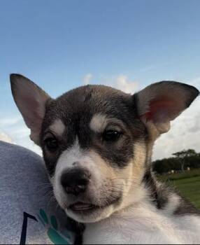 Romeo -  Siberian Husky and German Shepherd Dog Dog for Adoption in Liverpool, Texas - Romeo | PetCurious