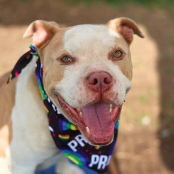 BADGER -  American Bulldog Dog for Adoption in San Antonio, Texas - BADGER | PetCurious