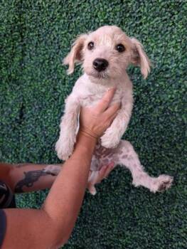 61522332 -  Mixed Breed Dog for Adoption in El Paso, Texas - 61522332 | PetCurious