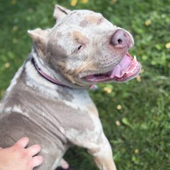 Penny Lane -  Mixed Breed Dog for Adoption in Bangall, New York - Penny Lane | PetCurious