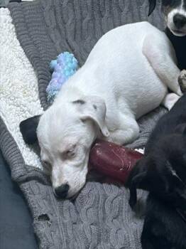 COOPER -  Labrador Retriever and Mixed Breed Dog for Adoption in Colorado Springs, Colorado - COOPER | PetCurious