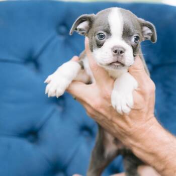 Scout -  Boston Terrier Dog for Adoption in Zionsville, Indiana - Scout | PetCurious