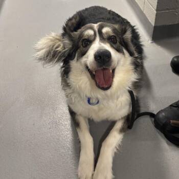 Australian Shepherd Dogs Available for Adoption in Mississauga, Ontario - Lily | PetCurious